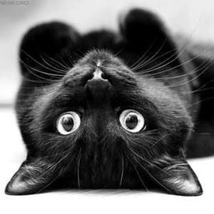 Meet your Posher, Lahneen